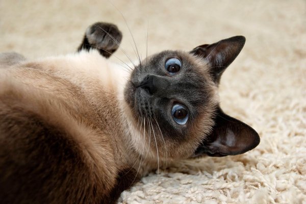 сиамская порода кошек