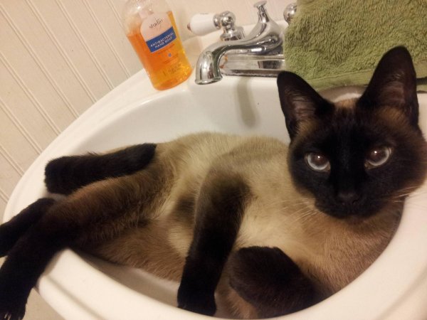 кот сиамский