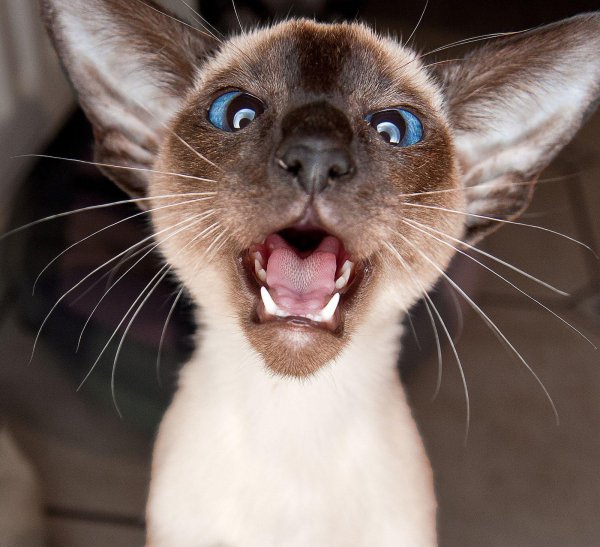 сиамский кот ориентал