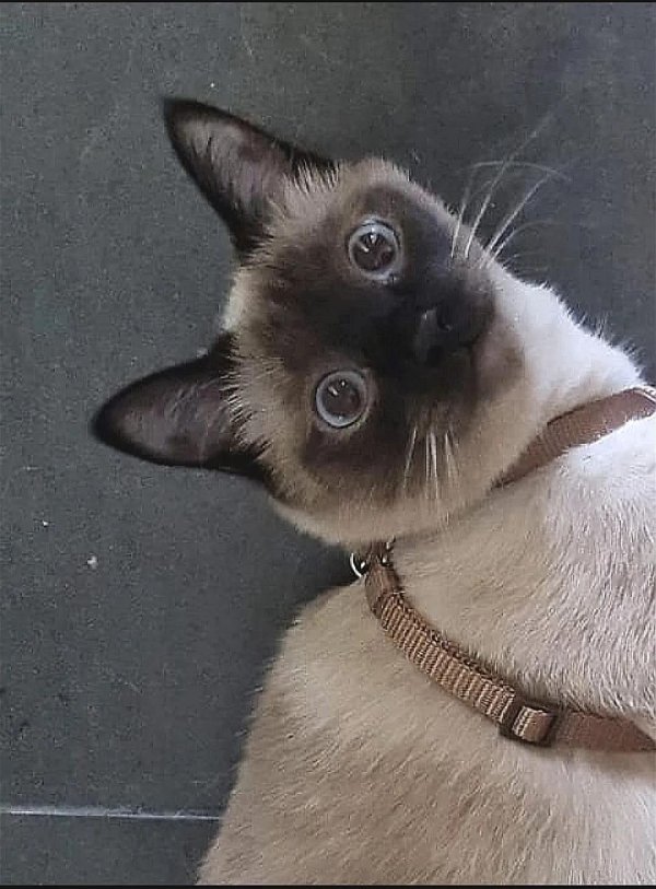 сиамский кот косоглазый