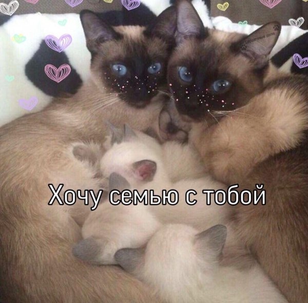 тайский и сиамский кот