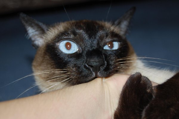 сиамский кот косоглазый