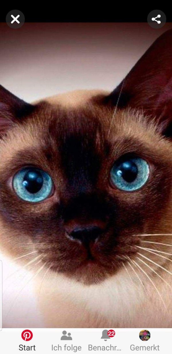 сиамская порода кошек