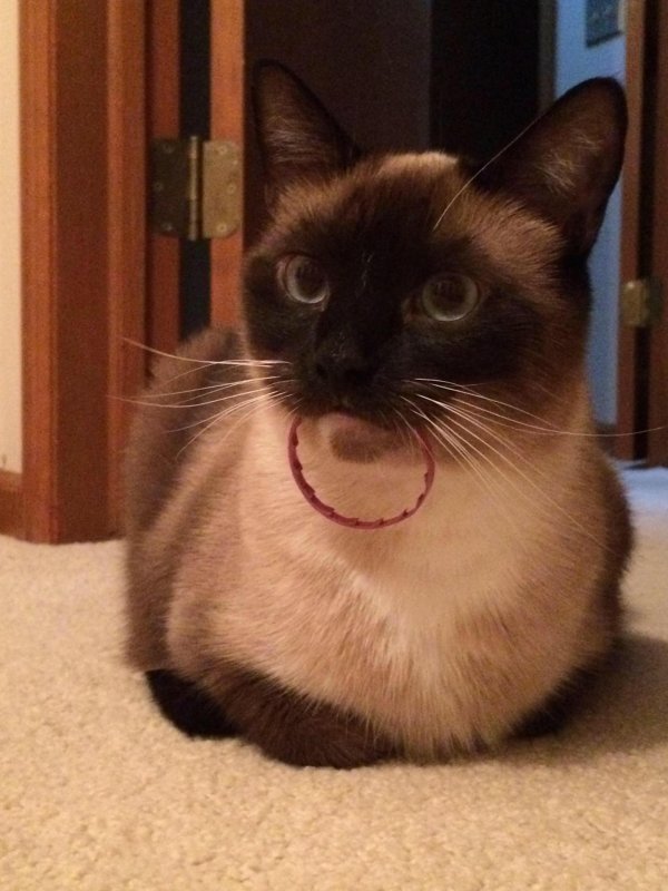 сиамский кот косоглазый