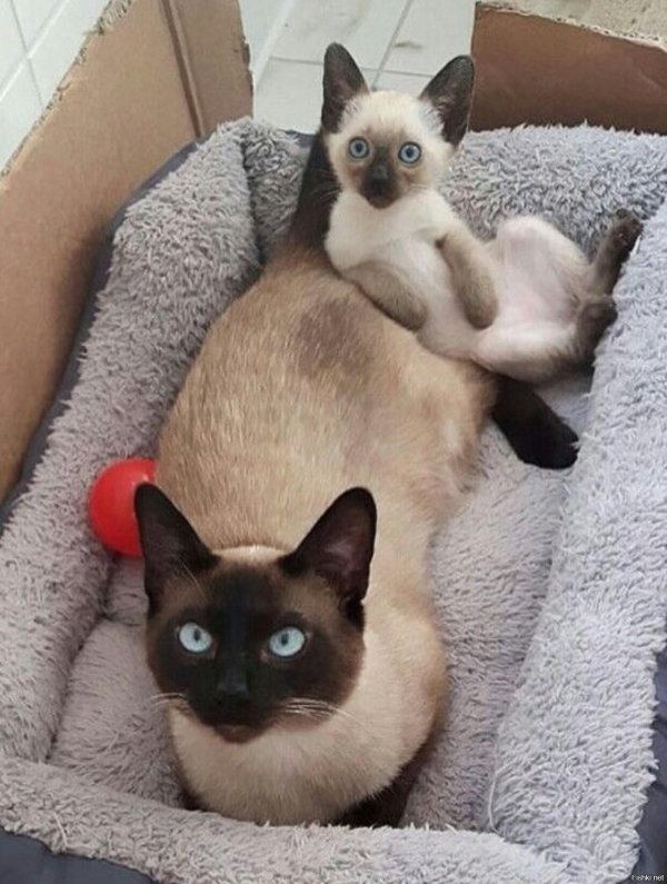 сиамский сноу шу