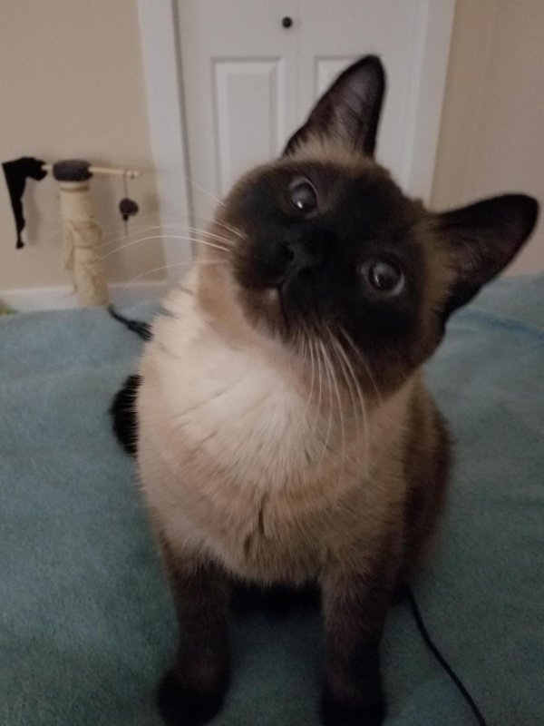 кот сиамский