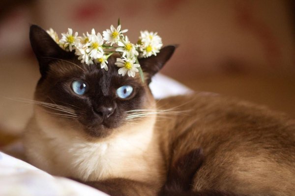 кот сиамский