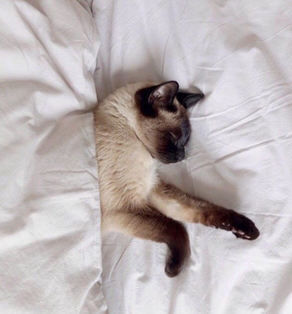 сиамская котенок