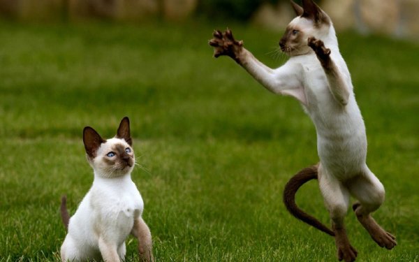 сиамский кот в прыжке