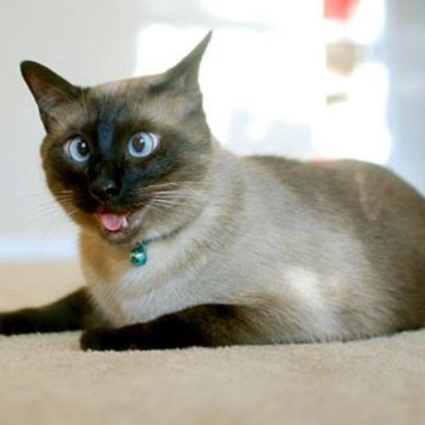 тайская кошка