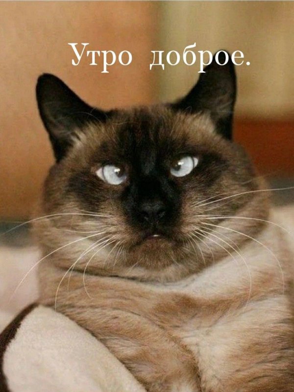 смешные котики доброе утро