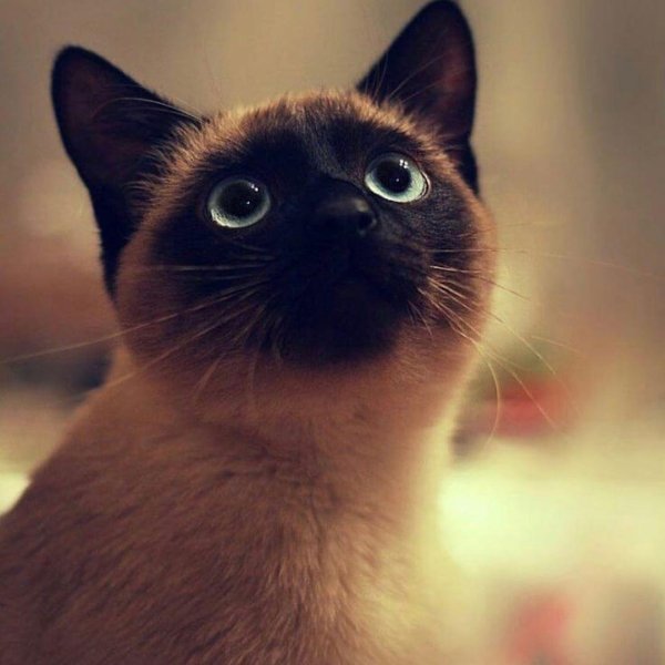 сиамские котики