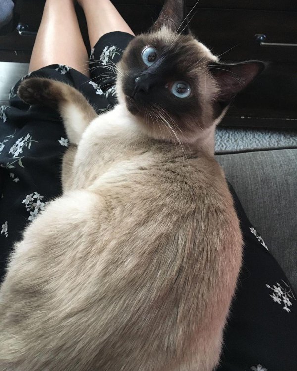 кот сиамский