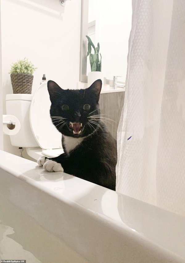 смешная кошка