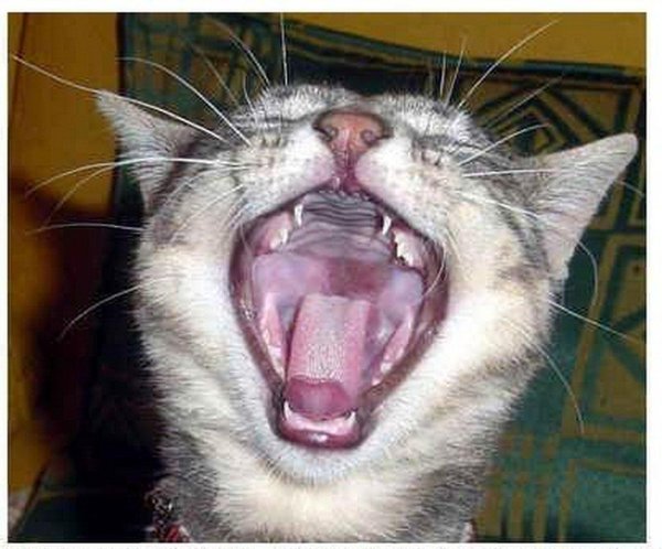 пасть кошки