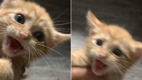 орущие коты