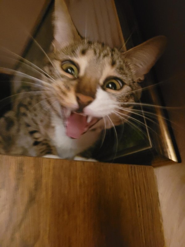 орущие коты