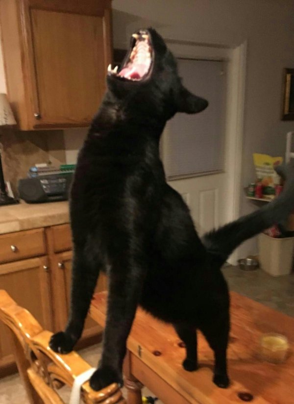 чëрная кошка