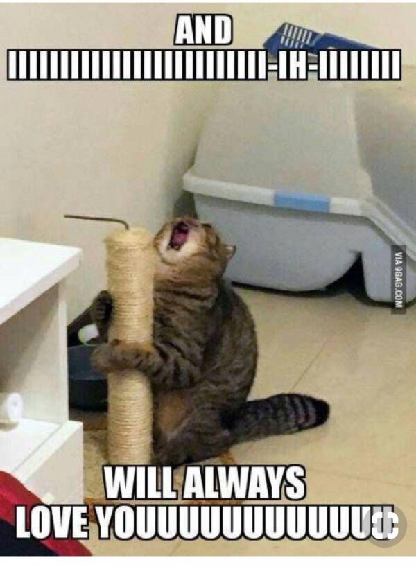 кот на когтеточке мем