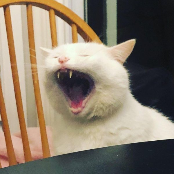 орущие коты