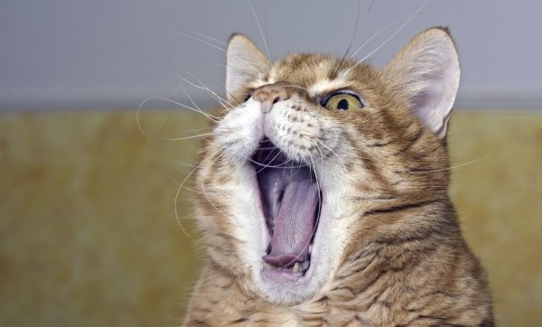 зевающие коты