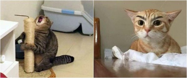 Орущие коты