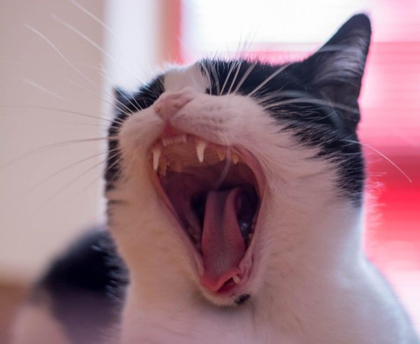 кошечка зевает