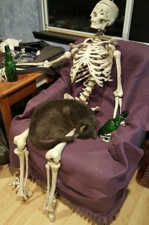 скелет смешной