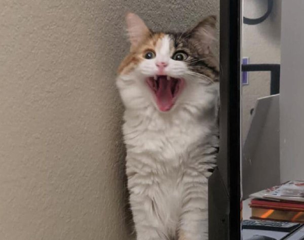 орущие коты