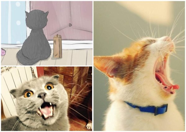 кошачья пасть