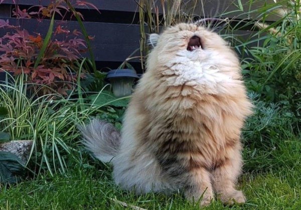 кот ааааааа