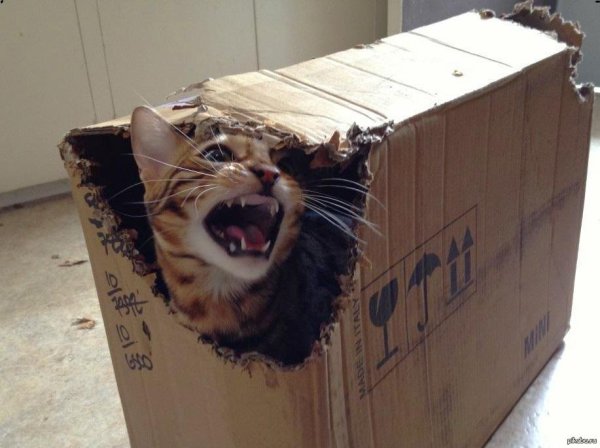 кот шредингер