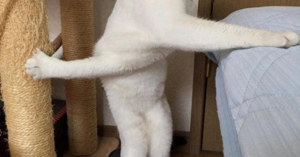 кошка смешная