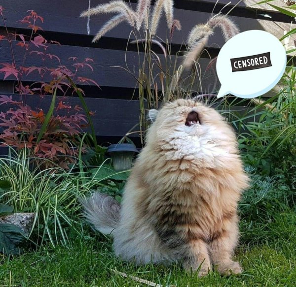 милые котики смешные