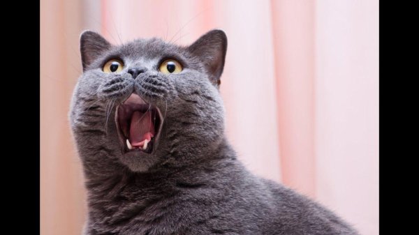 прикольные коты