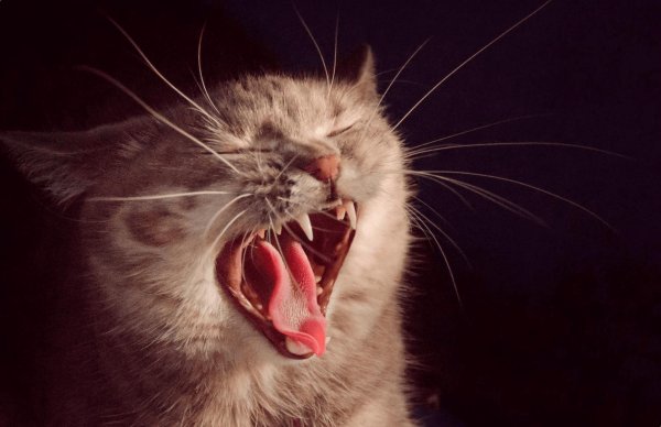 орущие коты