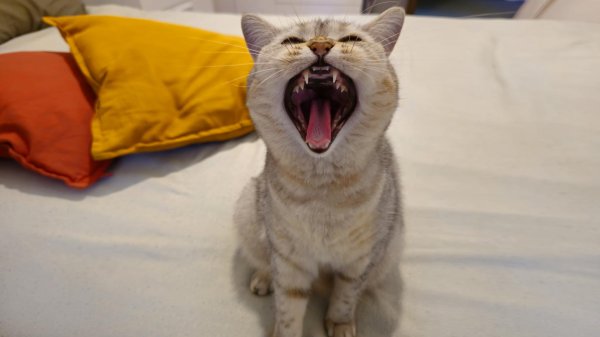 активная кошка