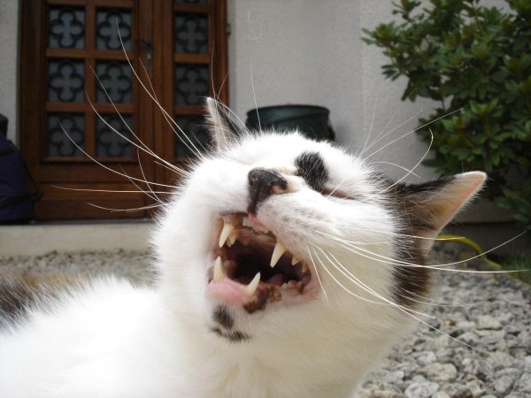 кошечка зевает