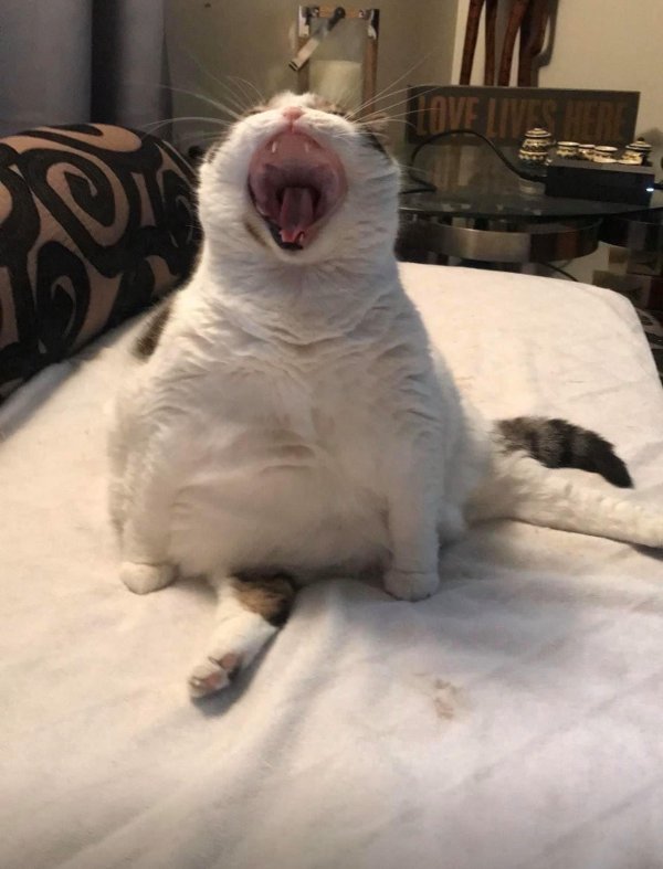 толстые коты