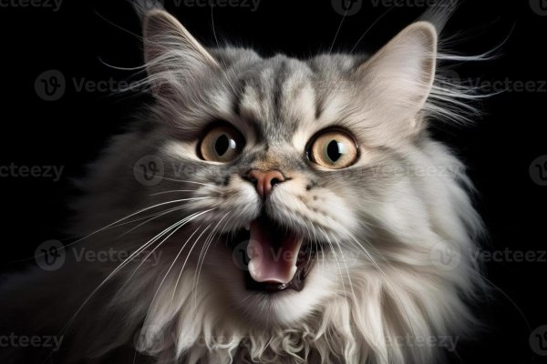 удивленные коты