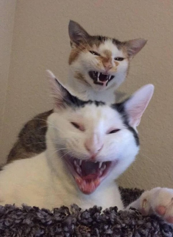 смешных котиков