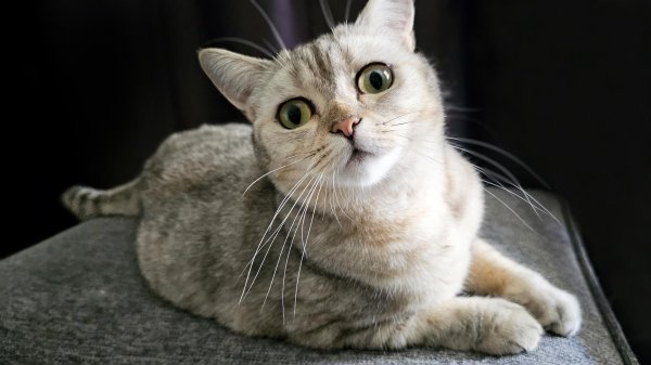 английская кошка