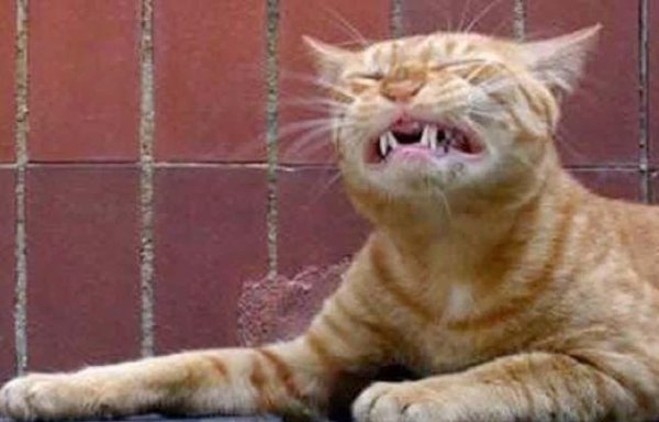 орущие коты