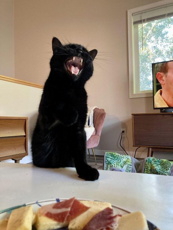 орущая кошка