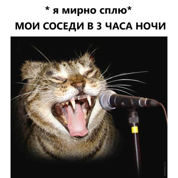 поющие коты