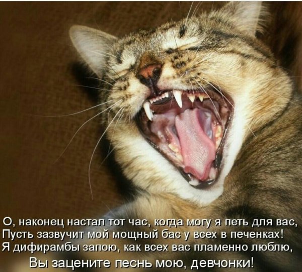 коты смеются
