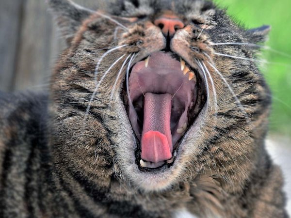 зевающие коты