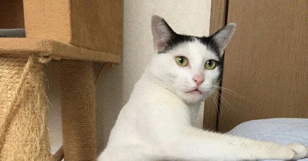 кошка смешная