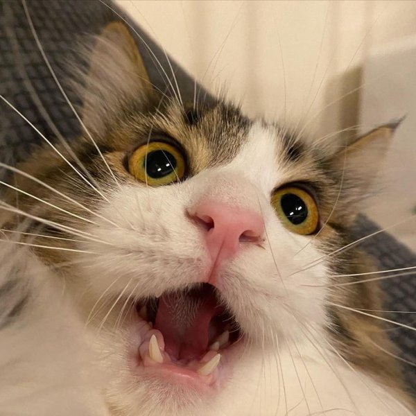 орущие коты