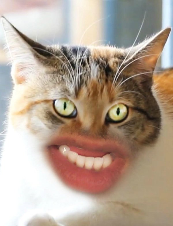 прикольные коты